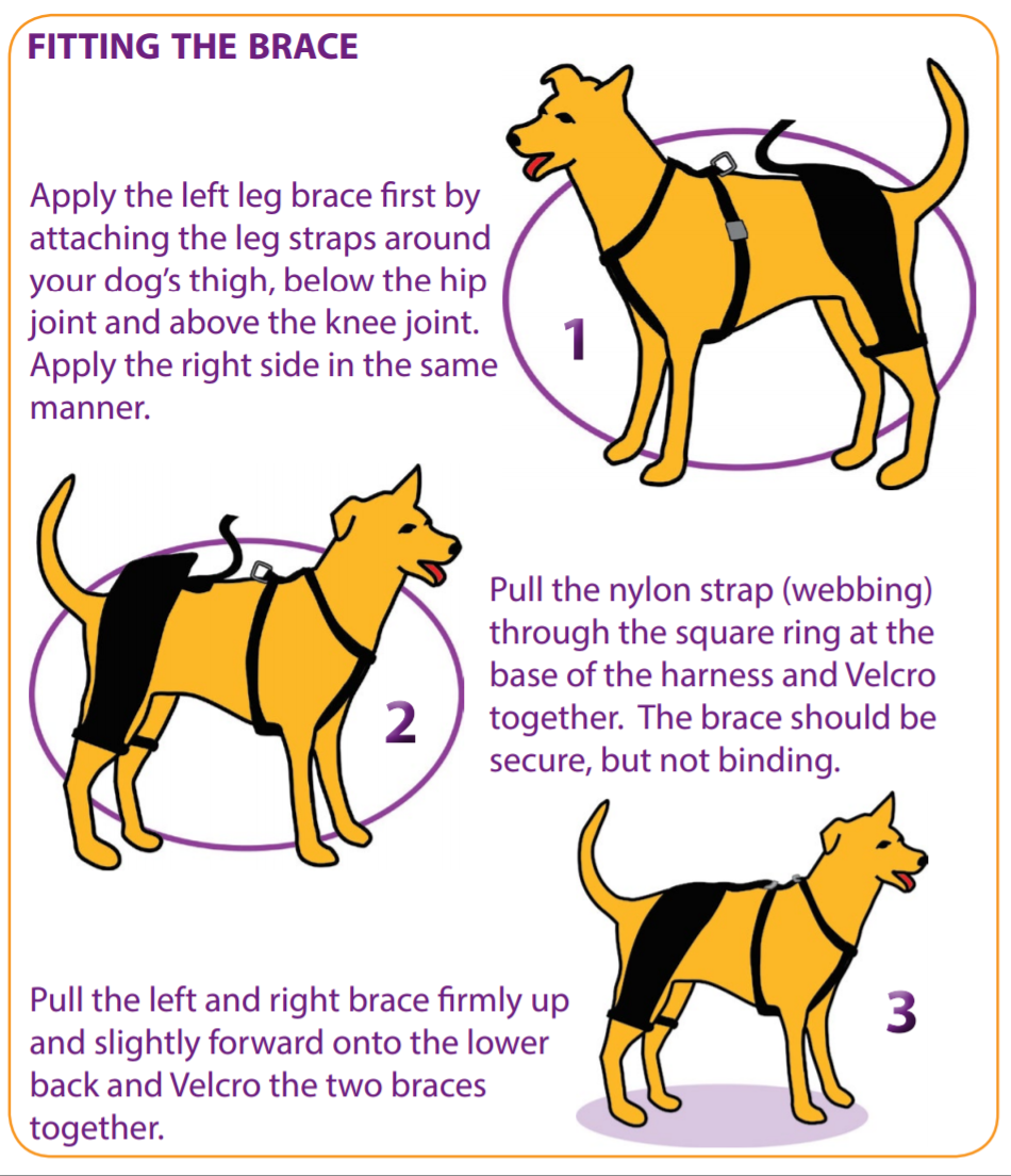 hip hound brace for dogs